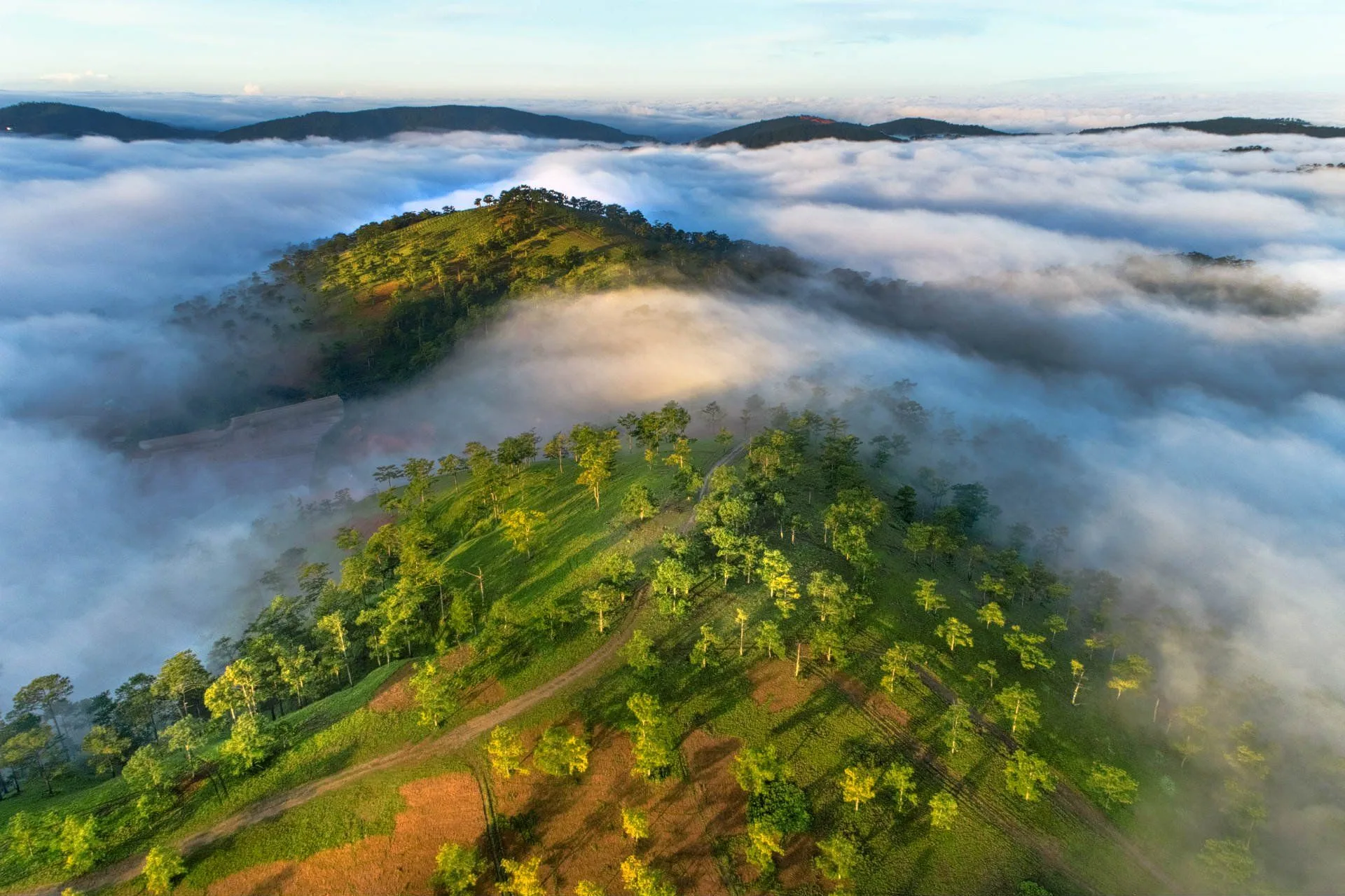 Pine Forest in Da Lat, Vietnam